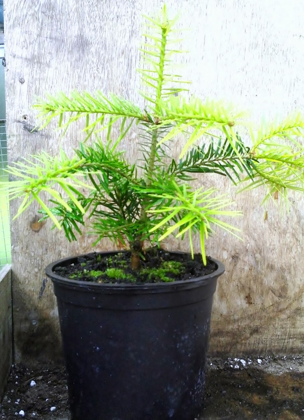 Limerick Christmas Tree Centre Last Few Potted Nordmann Fir For Sale