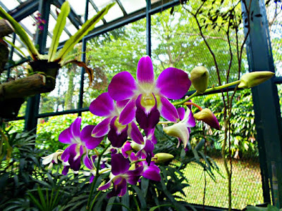 Jenis-Jenis Tanaman Hias Berdasarkan Bagiannya | Informasi Pengetahuan