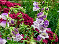 Penstemon campanulatus
