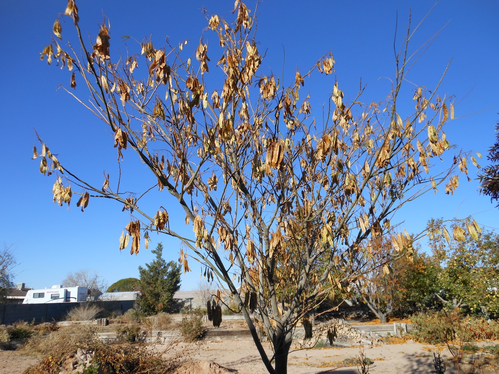 Trees That Please Nursery 30 Days of Fall Foliage, Tuesday November 13th.