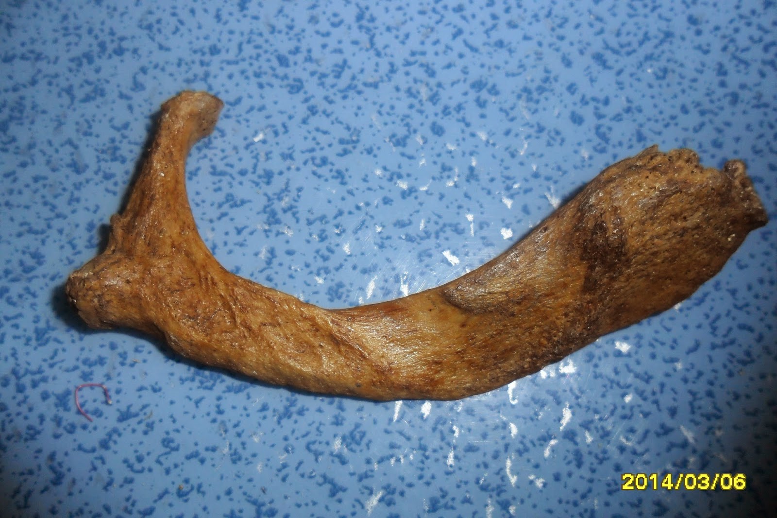 Morfofisiologia I TÓRAX