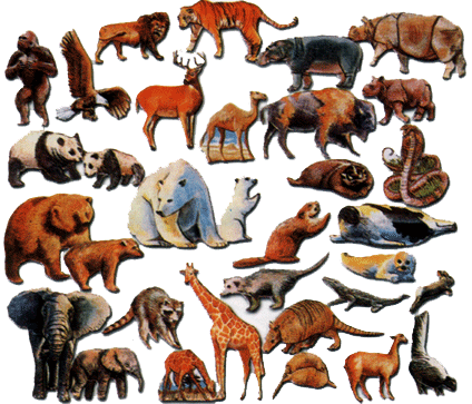 aNiMaLiiToS: CLASIFICACION DE LOS ANIMALES SEGUN SU ESTRUCTURA INTERNA aNiMaLiiToS: CLASIFICACION DE LOS ANIMALES SEGUN SU ESTRUCTURA INTERNA
