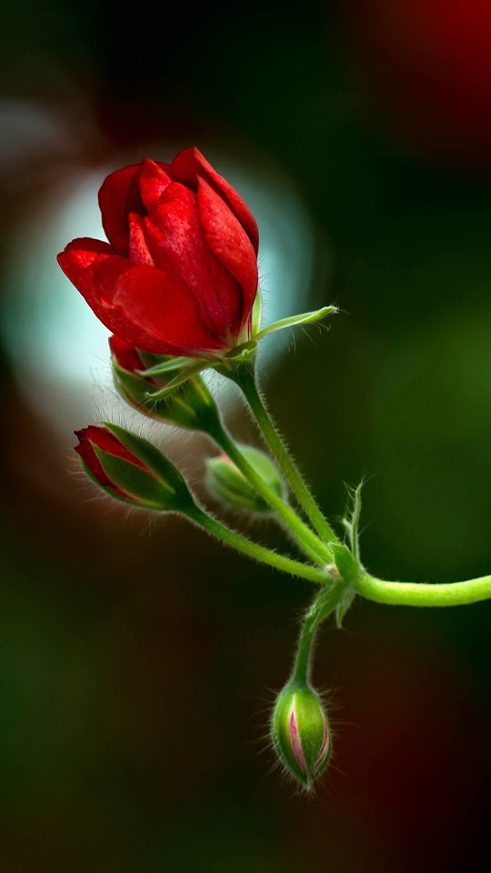 Twig Geranium Red Flower Buds Android Wallpaper