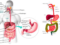 Digestive System Diagram Labeled Digestive System Diagram Labeled