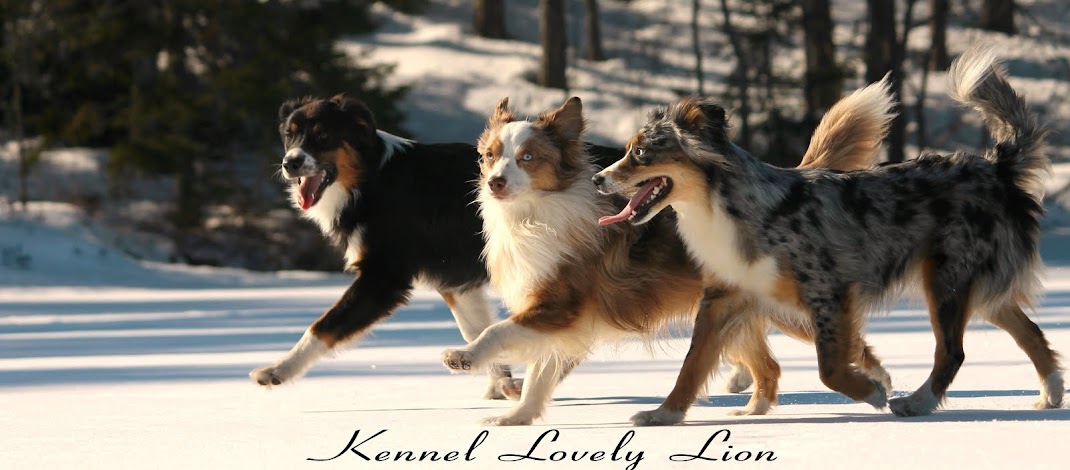 Kennel Lovely Lion
