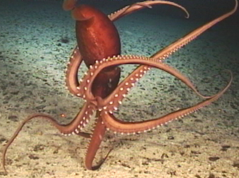 coolio-squid.jpeg