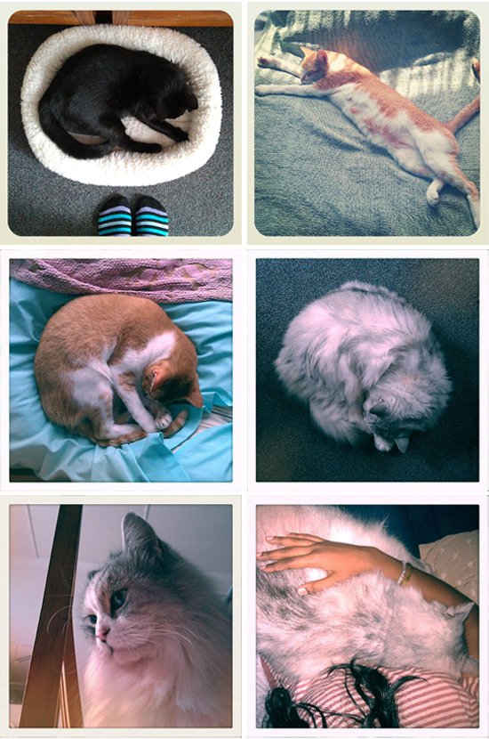 My three beloved cats My three beloved cats