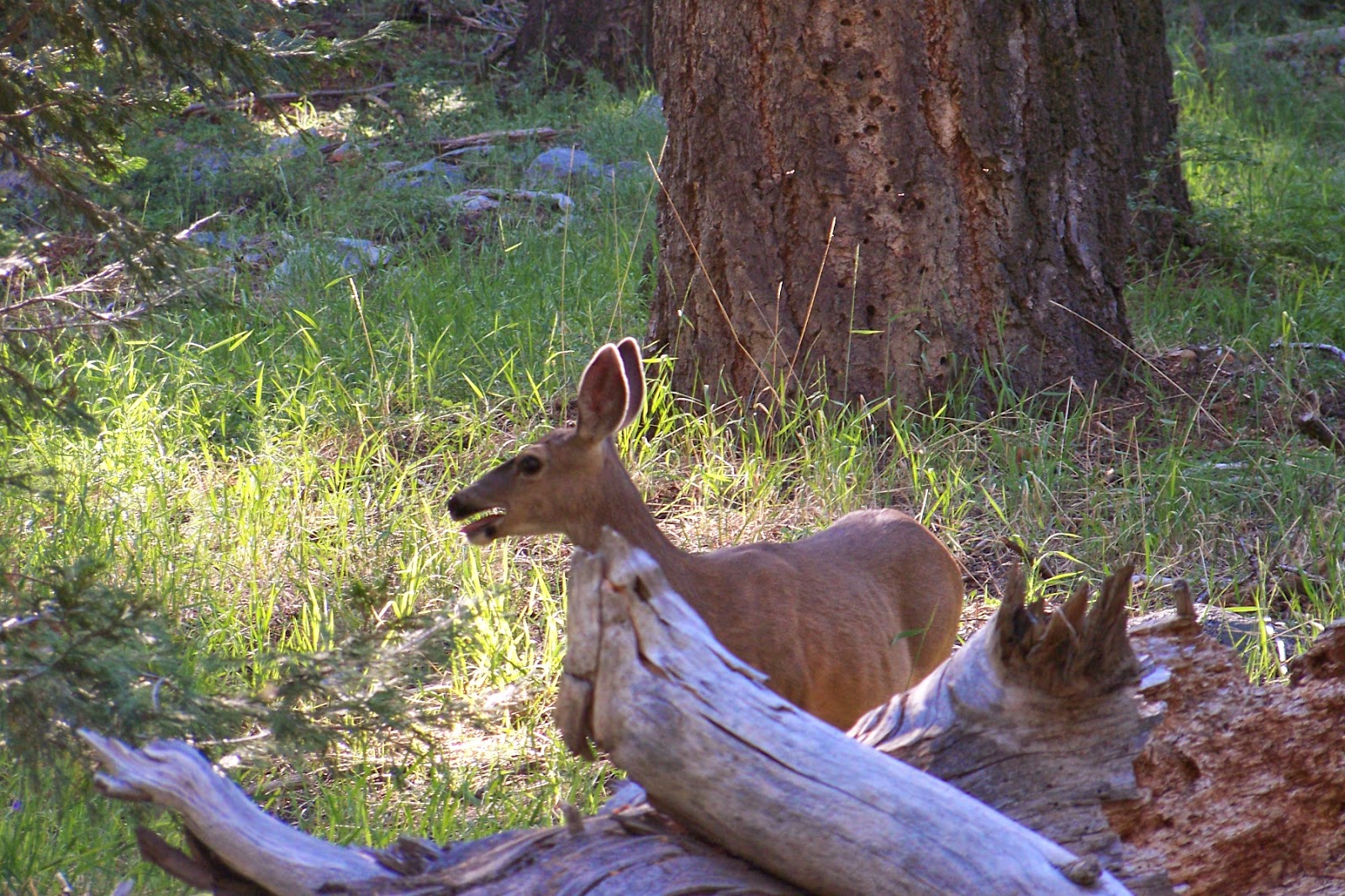Mbote from San Diego Encounter between Black Bears and Deer at Sequoia