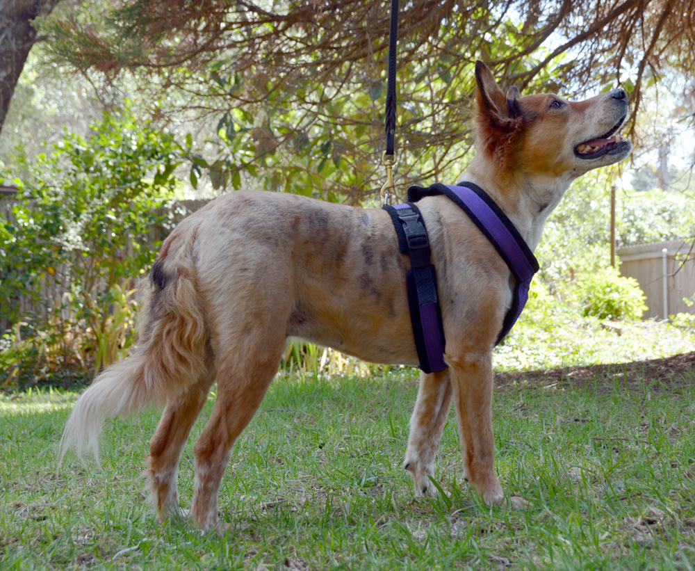 The Dog Geek Ten Reasons to Use a Harness