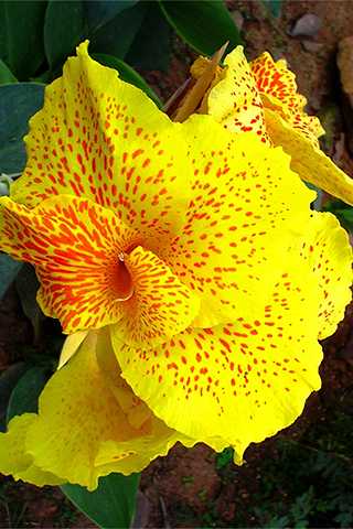 Canna amarillo - Solo Nuevas Canna amarillo - Solo Nuevas