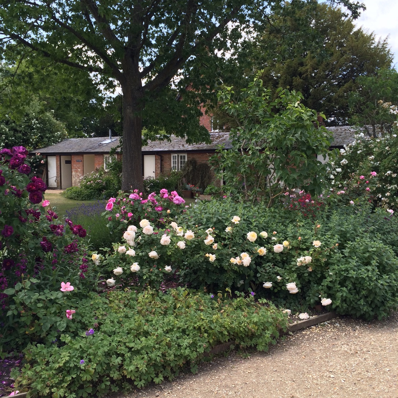 HenHouse: An English Rose Garden