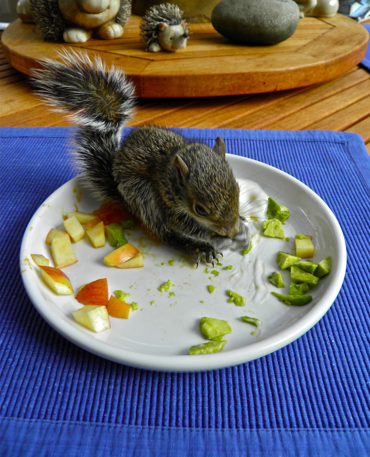 From Captain's Daughter to Army Mom Baby squirrel rescue update!