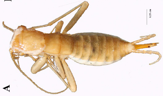 A new species of cave-dwelling Neocarus (Opilioacaridae) from