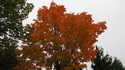 Maple