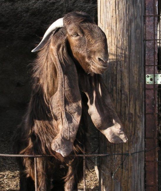 mammalia,chordata,goat,cattle,meat,wild life mammalia,chordata,goat,cattle,meat,wild life
