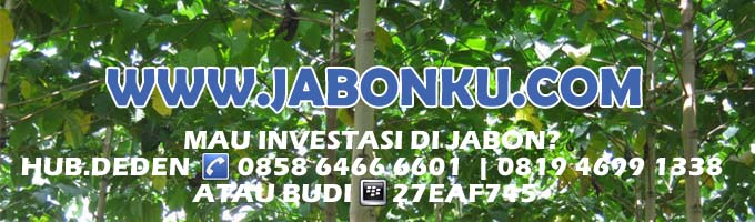 Jabon, Investasi Jabon, Budidaya Jabon, Kebon Jabon, Kayu Jabon, Pohon Jabon, Bibit Jabon