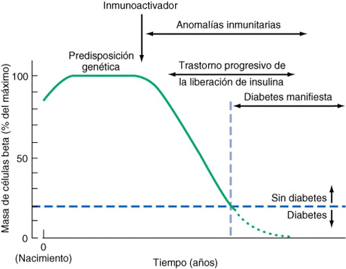 DIABETES MELLITUS TIPO I: FASES DE LA DIABETES DIABETES MELLITUS TIPO I: FASES DE LA DIABETES