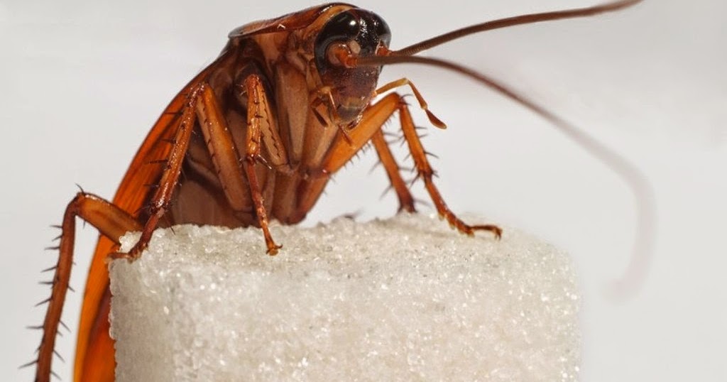 Hamamböceği Böcekler