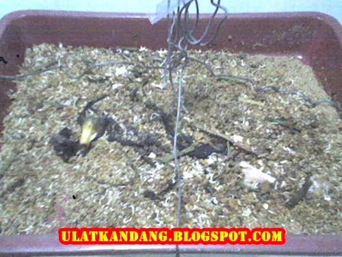 ternak sapi brahman peternakan ayam terbesar