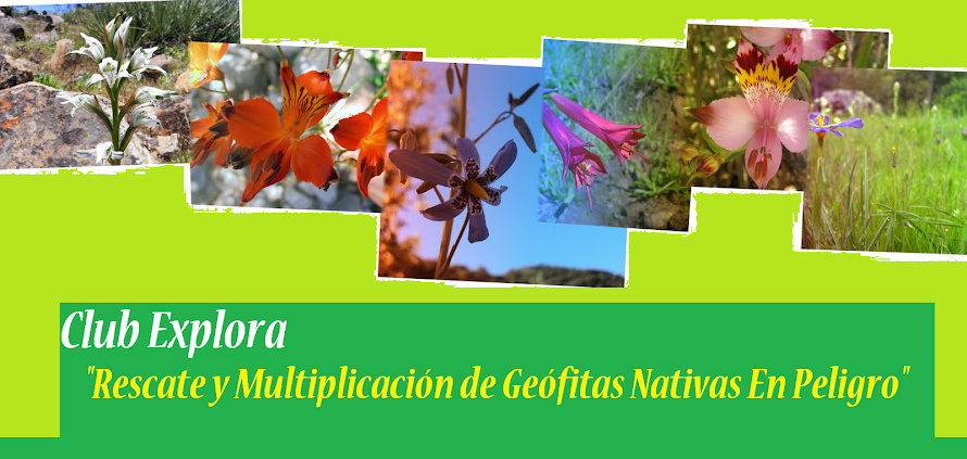 Club Explora - Rescate y Multiplicación de Geófitas Nativas en Peligro