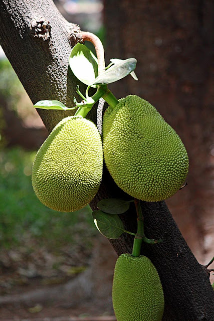 jackfruit on a tree