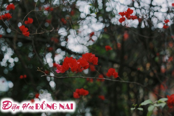 [Image: Do-ruc-nhung-chum-hoa-giay-giua-mua-dong-Ha-Noi-10.jpg]