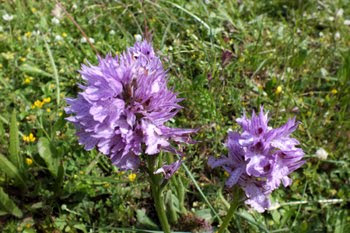 Traunsteneira globosa (Orchide dei pascoli)