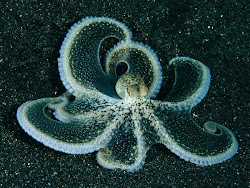 Ms. Mimic Octopus