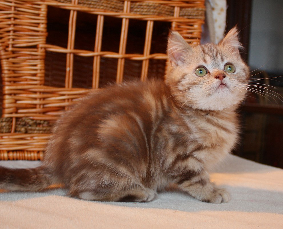 Britisch Kurzhaar (BKH) Kitten und Britisch Langhaar Katzenbabys