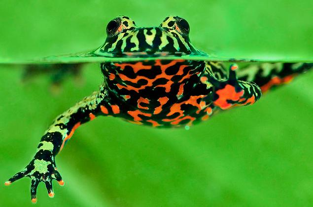 Fire On My Belly Means You Don't Want Me in YOUR Belly! | Featured Creature