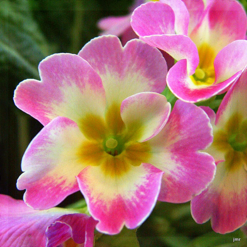 THE VILLAGE VOICE 'FAIR PRIMROSE' (February Flower of the Month)