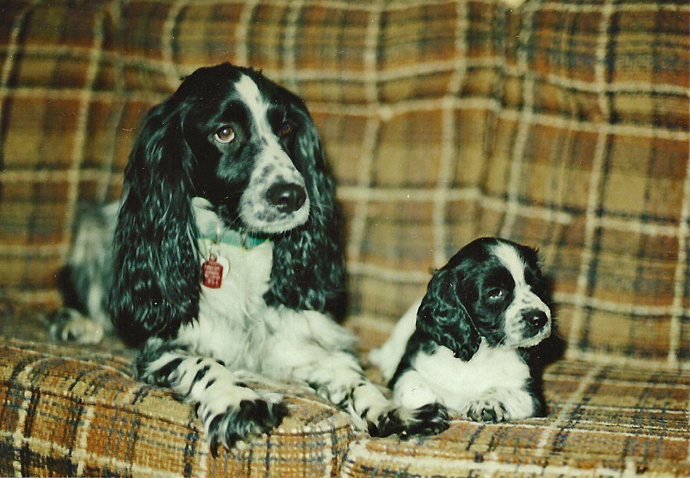 Upland Dog Training Upland Dog Training