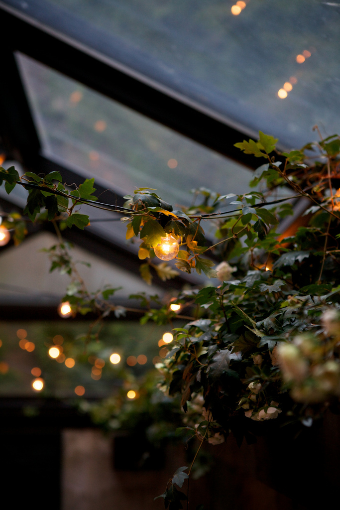 String Of Ivy