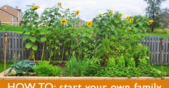 Creative Ideas: Backyard Veggie Gardens!