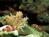 Aquarium fish coral clown Animation