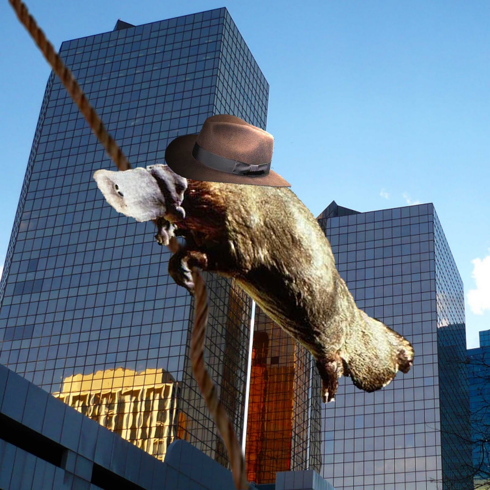 Background Collections: platypus wallpapers