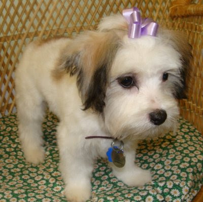 havanese beagle mix pomeagle pomeranian beagle 8 wks in washington usa 12 january breeds picture havanese beagle mix pomeagle pomeranian beagle 8 wks in washington usa 12 january breeds picture