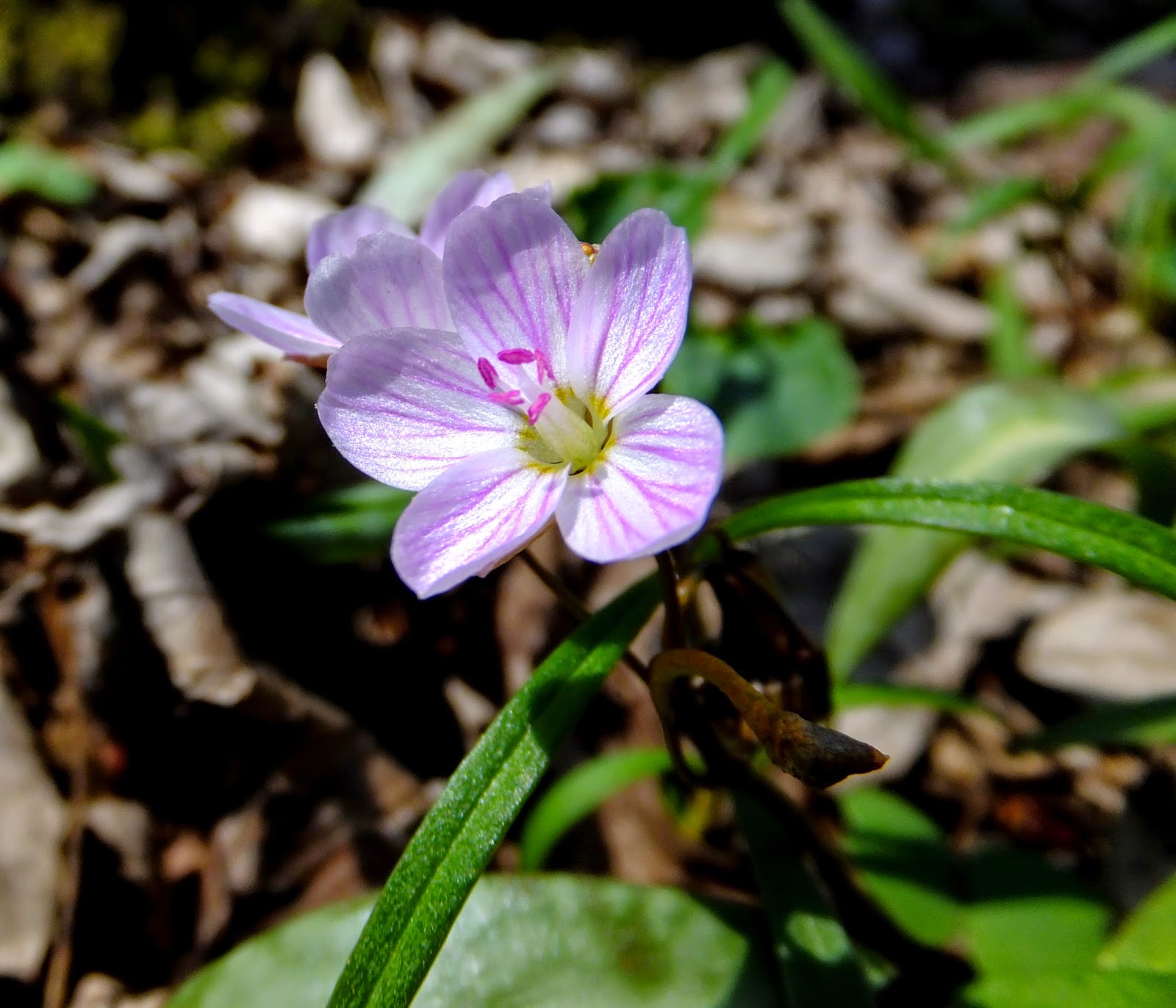 Plants Amaze Me Spring Wildflowers in Southwest Michigan