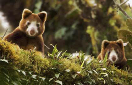 จิงโจ้ต้นไม้ (Tree kangaroo) ความน่ารักของผืนป่า