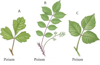 Which Plant is Poison Ivy?