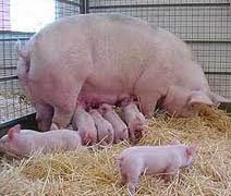 Доклад по теме Разведение свиней для дальнейшего производства и переработки мяса