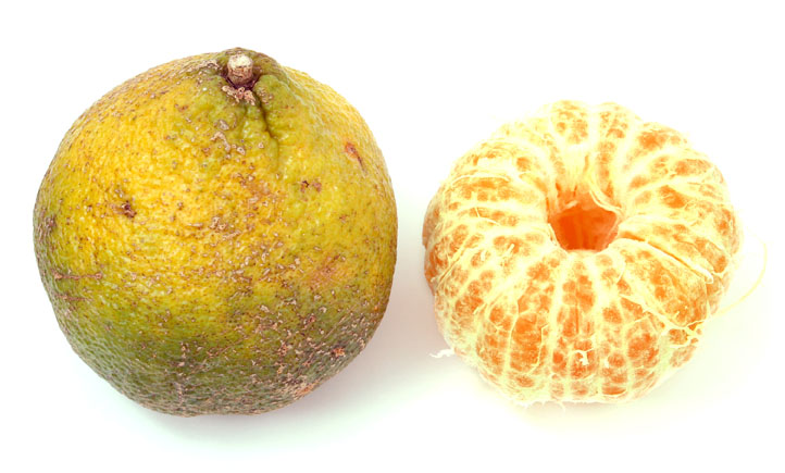 Mizzou Nutrition Mythbusters: Myth: If the peeling on Ugli fruit is