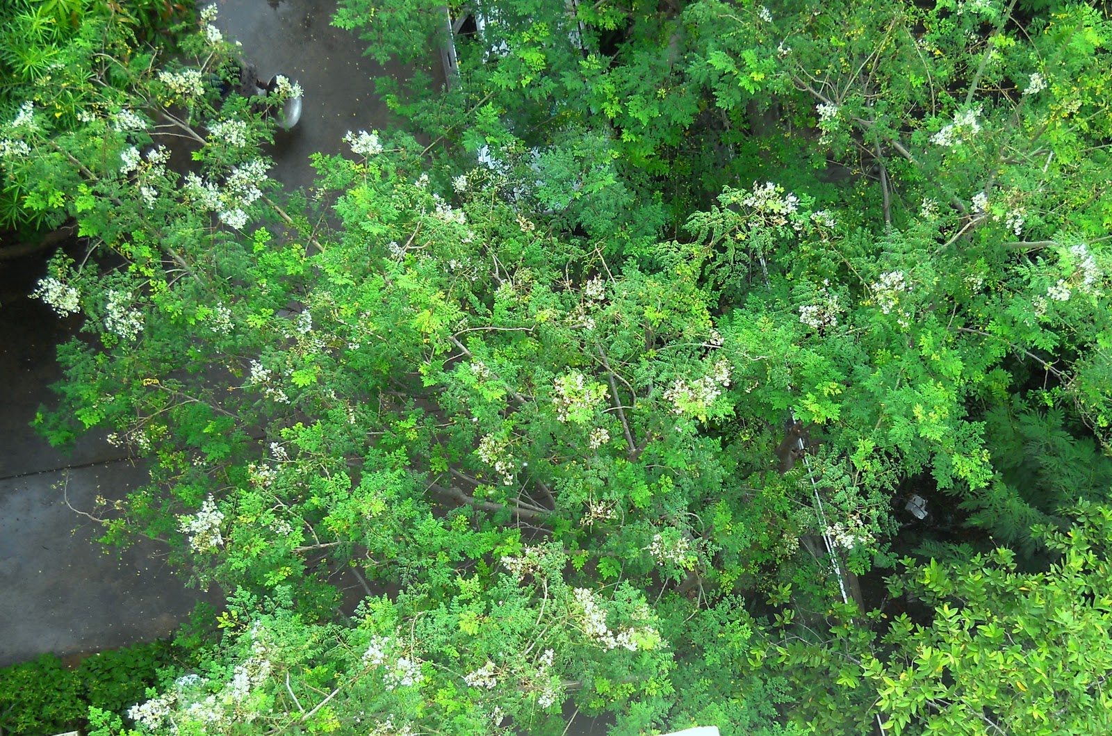 Red Ripe Tomatoes Drumstick and Other Edible Flowers