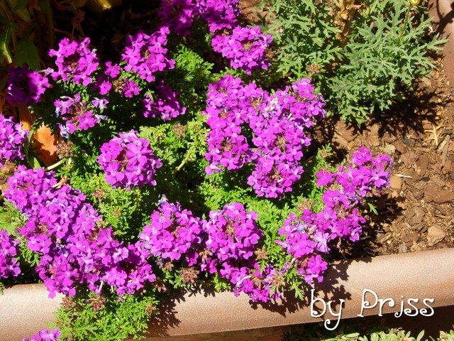 Momentos que Amo - Arte y Manualidades: Las flores de mi jardín
