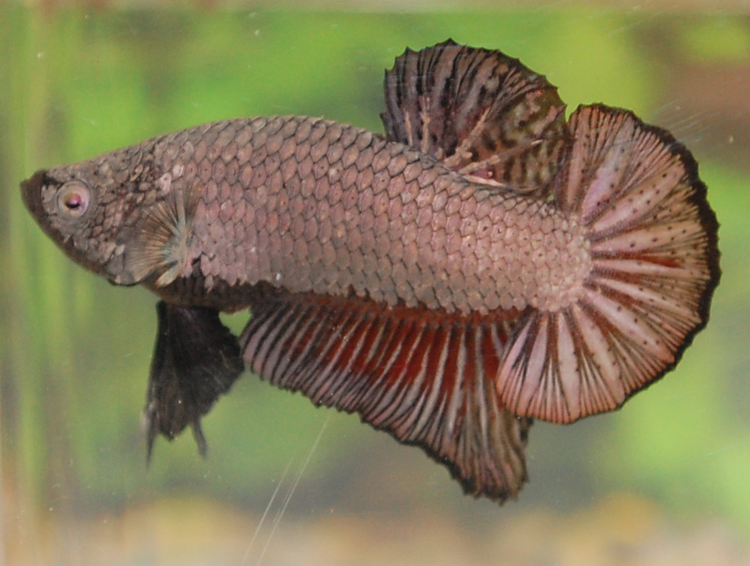 Betta Fish Afira HMPK Black Dragon SOLD OUT