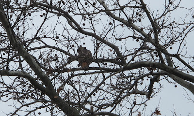 Red-tailed Hawk, Buteo jamaicensis 1