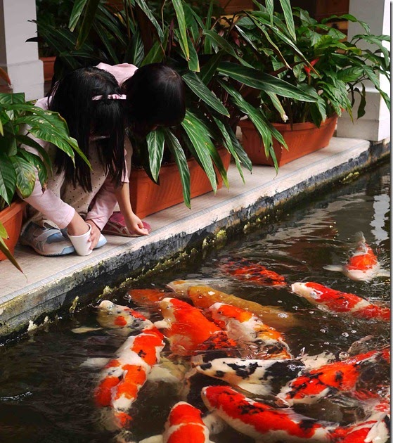 koi-pond-filter-oase.jpg