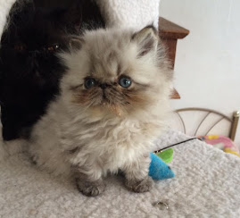 instalado ya en su nuevo hogar GASPER- Hermoso gatito Himalaya