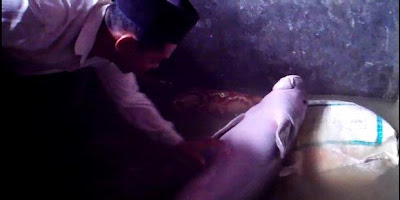 Inilah seekor ikan duyung menggegerkan warga Desa Garanta 1418189620X310 Inilah seekor ikan duyung menggegerkan warga Desa Garanta