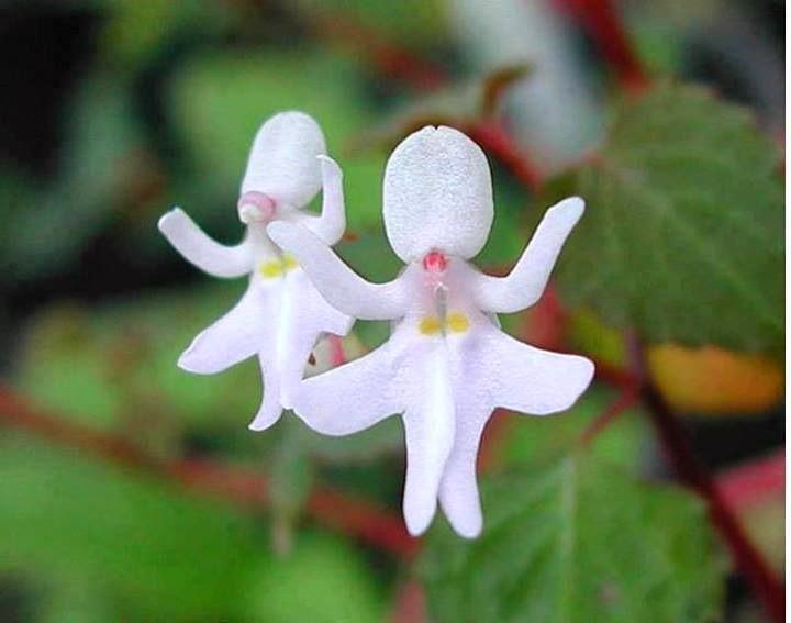Beautiful ballerina in white orchid
